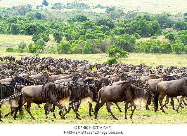 Kenya, Masai Mara national reserve, wildebeest (Connochaetes taurinus), Migration