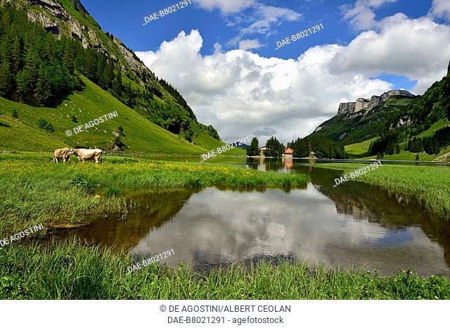 Cattle grazing, Lake Seealpsee, Canton of Appenzell Innerrhoden, Switzerland