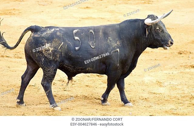 Spanish black bull in the bullring with sand