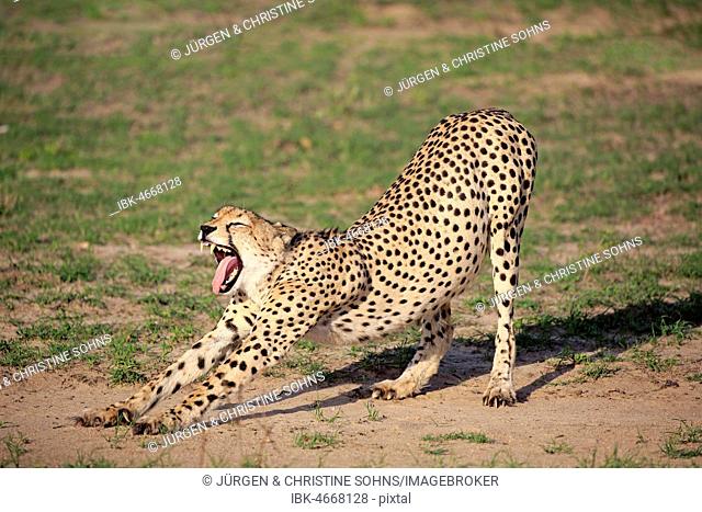 Cheetah (Acinonyx jubatus), adult, yawning, stretching, Sabi Sand Game Reserve, Kruger National Park, South Africa