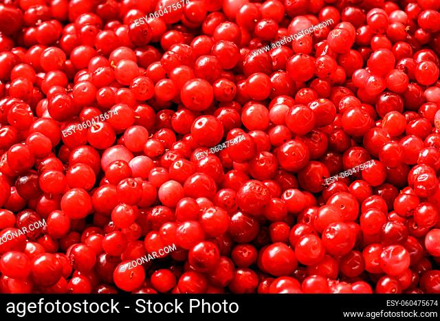Pile of freshly harvested red wild cranberries, close-up detail from above