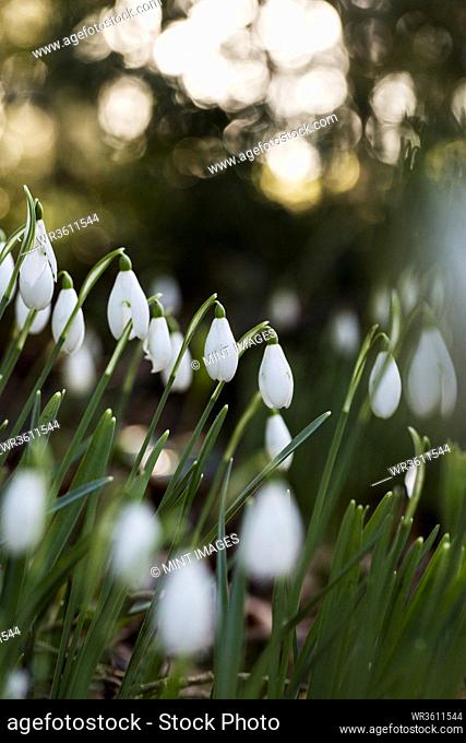 Close up of a field of snowdrops in spring