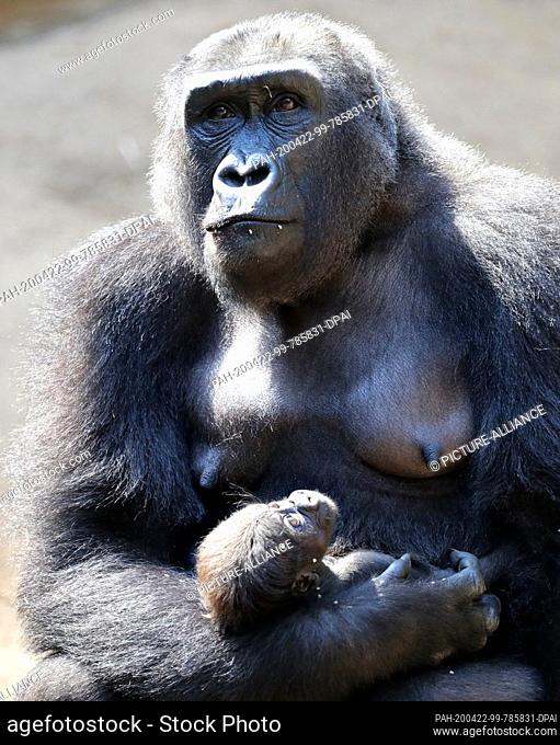 21 April 2020, Mecklenburg-Western Pomerania, Rostock: Female gorilla Yene is travelling with her five-week-old girl (born on 16.03.2020) in Darwineum