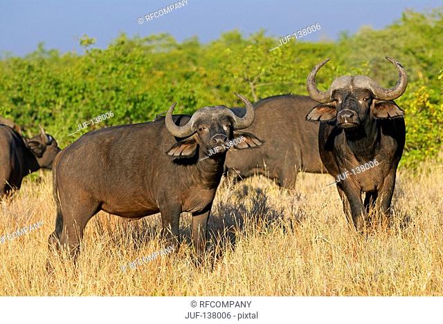 four African buffulos - standing in high grass / Syncerus caffer