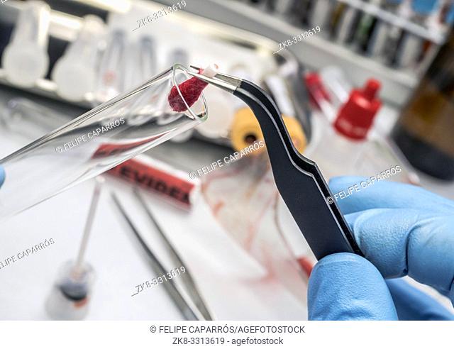 Criminological police officer cuts with scissors hyssop with blood sample to be analyzed in laboratory, conceptual image