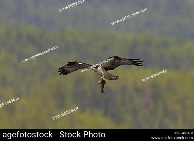 Western osprey (Pandion haliaetus) flying over forest area with caught fish in its talons