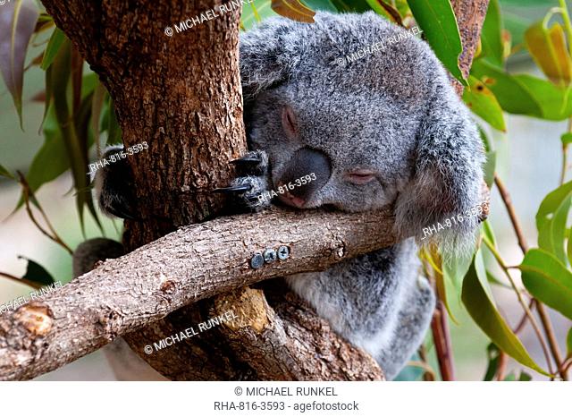 Koala Phascolarctos cinereus in the Townsville sanctuary, Queensland, Australia, Pacific