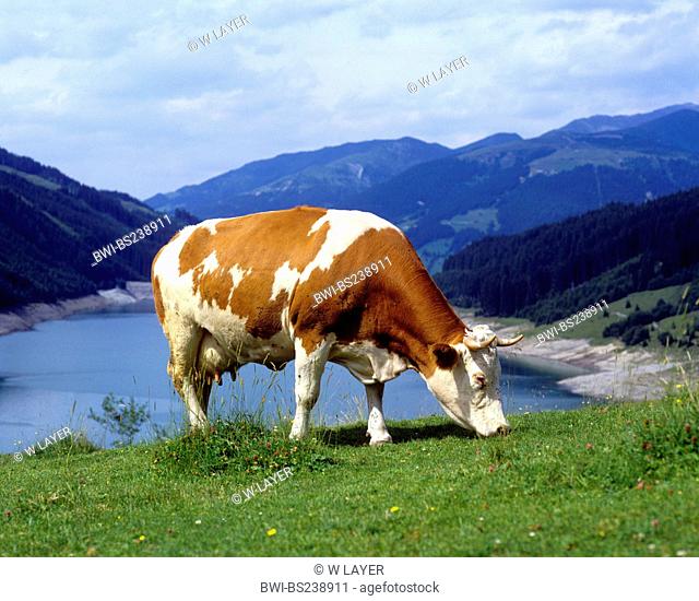 white and brown cow grazing on an alpine pasture, Austria