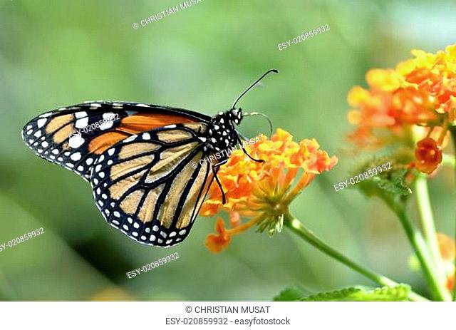 Monarch butterfly feeding on flower