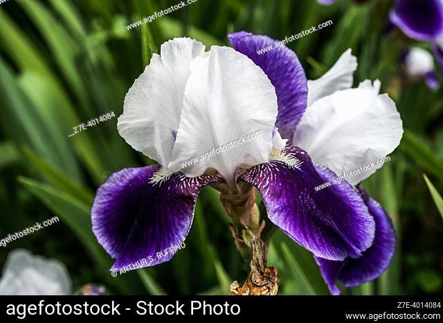White and purple bearded iris. SigurtÃ  Garden Park (Parco Giardino SigurtÃ ), Via Cavour, Valeggio Sul Mincio, Metropolitan area of Verona, Veneto Region