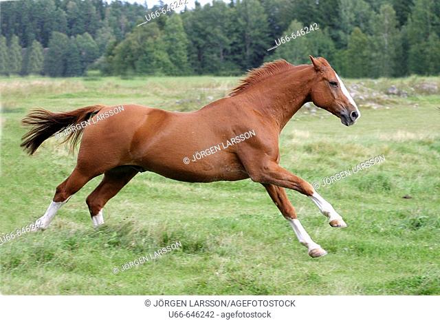 Swedish Warmblood horse