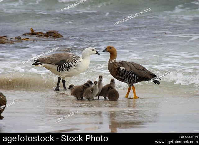Upland goose (Chloephaga picta) Family Group, Falkland