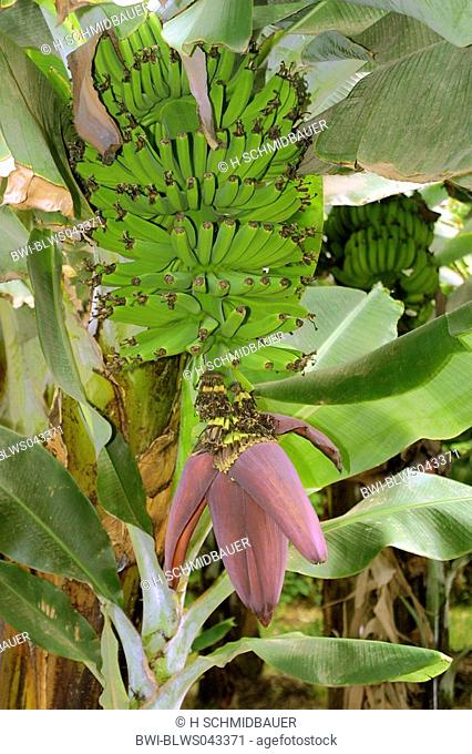 banana Musa spec., inflorescence with immature fruits
