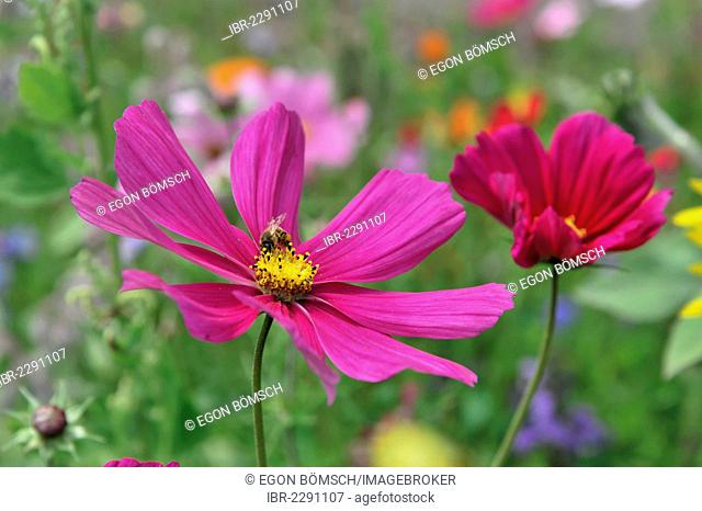 Colorful wildflower meadow with Mexican asters (Cosmea bipinnata), Schwaebisch Gmuend, Baden-Wuerttemberg, Germany, Europe