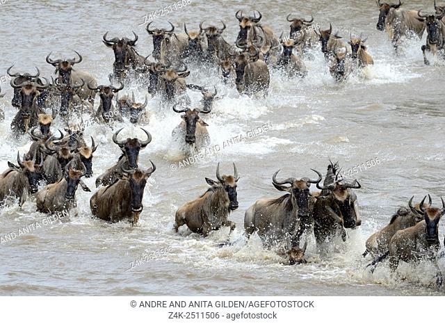 Blue Wildebeest (Connochaetes taurinus) herd during crossing the Mara river, Serengeti national park, Tanzania