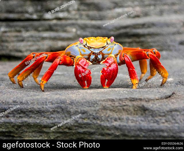 Sally Lightfoot crab on Galapagos Islands