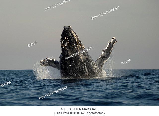 Humpback Whale Megaptera novaeangliae adult, breaching at surface of sea, offshore Port St Johns, Wild Coast, Eastern Cape Transkei, South Africa