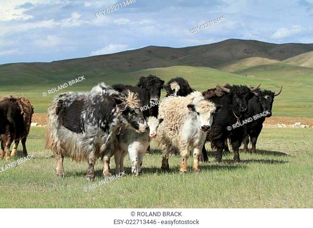 Yak in der mongolischen Steppe