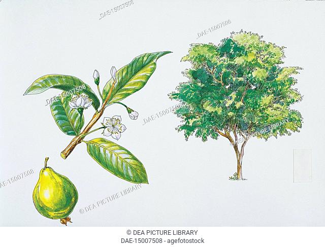 Biology: Botany, Plants - Myrtaceae - Apple guava (Psidium guajava), plant with flowers, leaves and fruits. Illustration