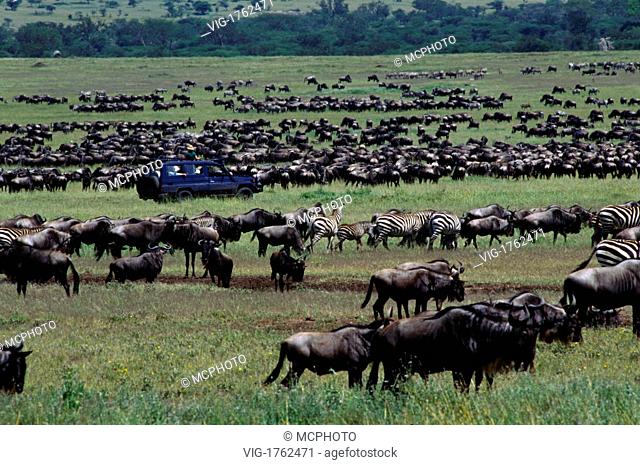 Watching some of the 1.5 million WILDEBEESTS which migrate across the SERENGETI PLAINS - MORU KOPJES, TANZANIA - 31/07/2009