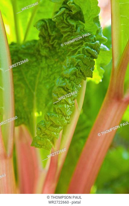 Rhubarb Rheum rhaponticum PR