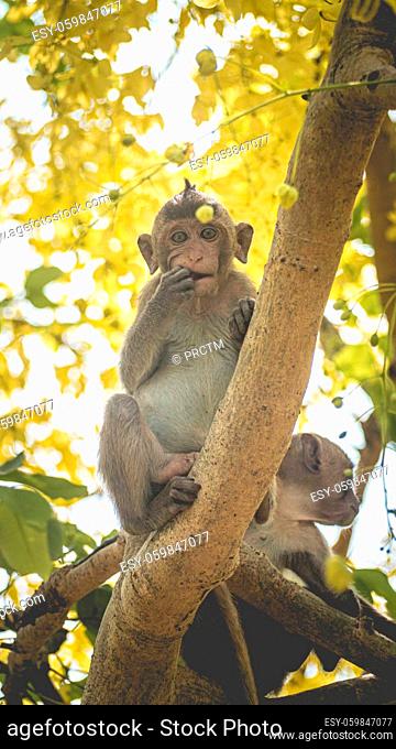 Portrait baby macaque on a Cassia fistula tree branch in Thailand, South east asia. Yellow flowers of spring, happiness background concept