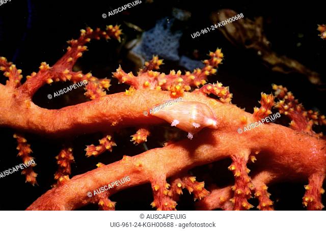 Allied cowry (Dentiovula sp.). Expanded mantle mimics gorgonian coral on which it lives and feeds. Tulamben, Bali, Indonesia