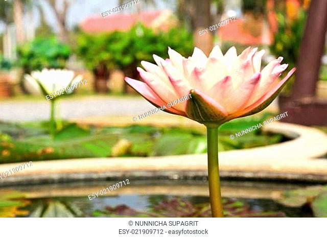 Waterlily or Lotus Flower in pond