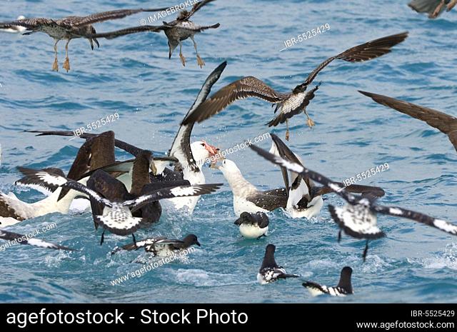 New Zealand shy albatross (Thalassarche steadi), adult, fighting over fishing boat debris, petrels and gulls, Kaikoura, South Island, New Zealand, Oceania