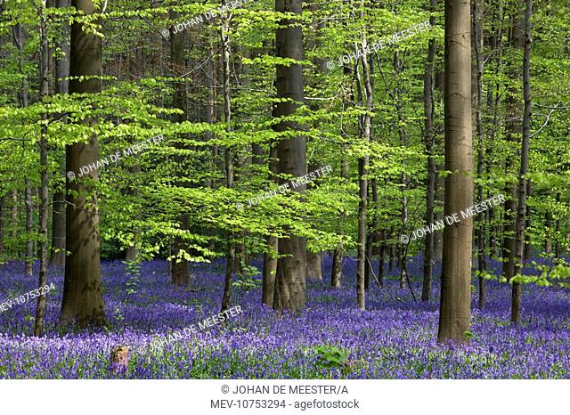 Bluebell Flowers - in forest with Beech Trees (Hyacinthoides non-scripta)