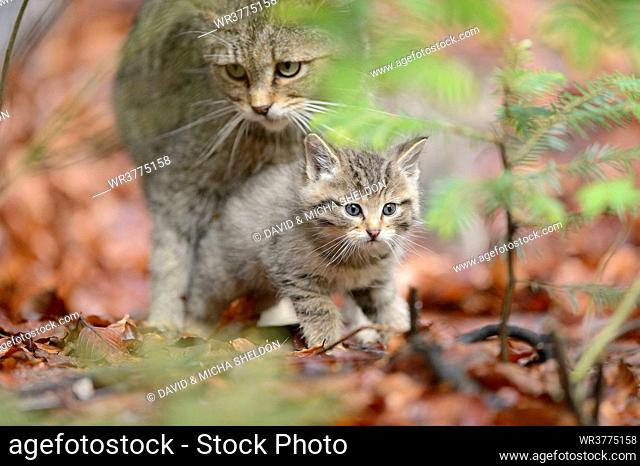 European wildcat in Bavarian Forest National Park, Germany