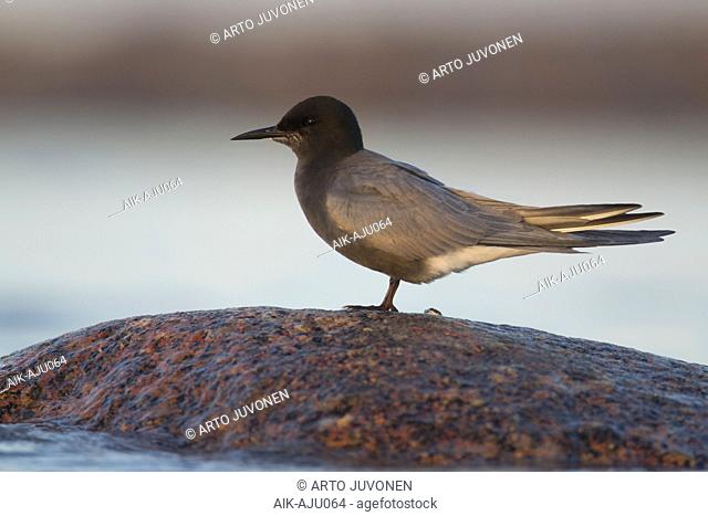 Adult Black Tern (Chlidonia niger) standing on a rock in a Finnish lake, in pristine summer plumage, on a late summer’s evening