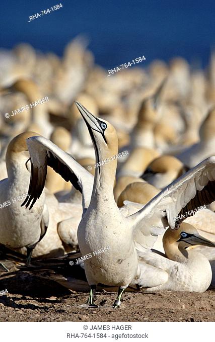 Cape gannet Morus capensis displaying at the edge of colony, Bird Island, Lambert's Bay, South Africa, Africa
