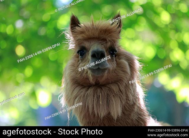 14 June 2023, Saxony-Anhalt, Halberstadt: An alpaca stands in the enclosure before its shearing. The alpacas were sheared today in the Thale animal enclosure