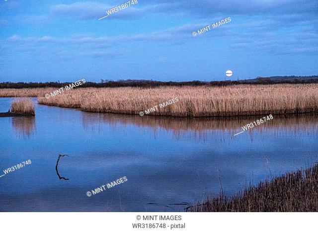 A full moon and water pool in a wetlands nature reserve, with reflections on the water surface of a large flock of birds in the air, a murmuration at dusk