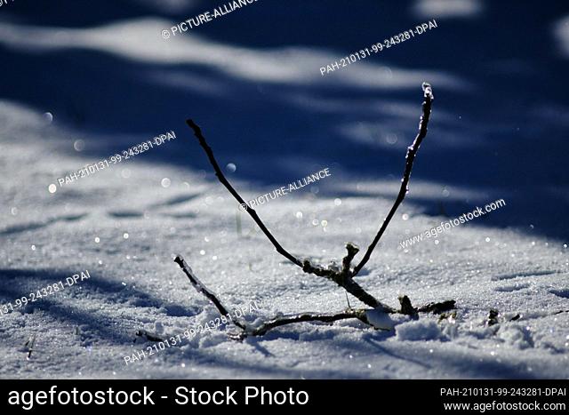 31 January 2021, Lower Saxony, Brunswick: The strong midday sun makes the egg layer on a branch fallen from a walnut tree glow against the light