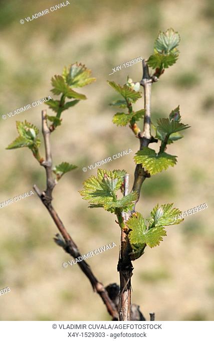 Young buds of Vitis vinifera in early springtime, Male Karpaty, Slovakia