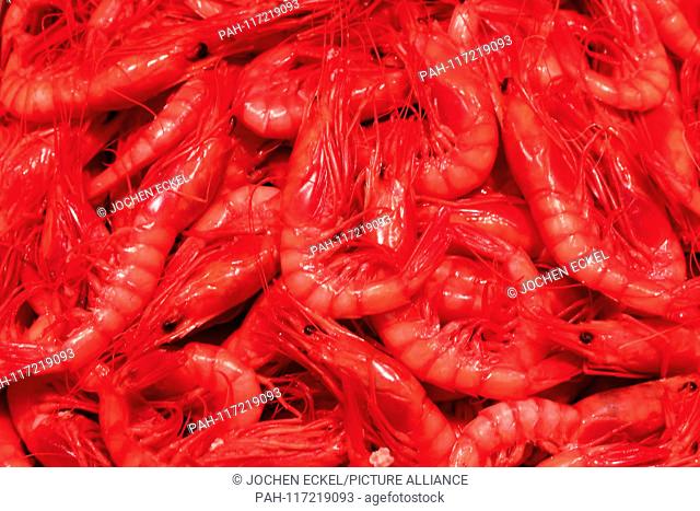 Fresh red shrimps are offered at Malaga's fish market, 12 February 2019. | usage worldwide. - Malaga/Spain