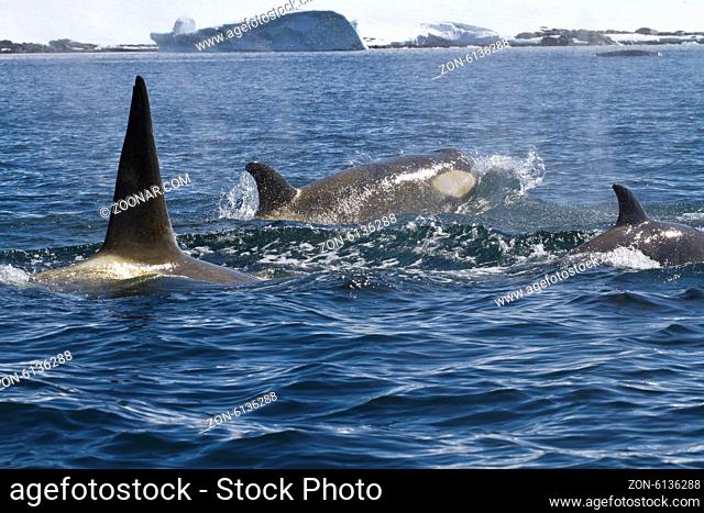 pack of killer whales swimming along the Antarctic coast sunny summer day