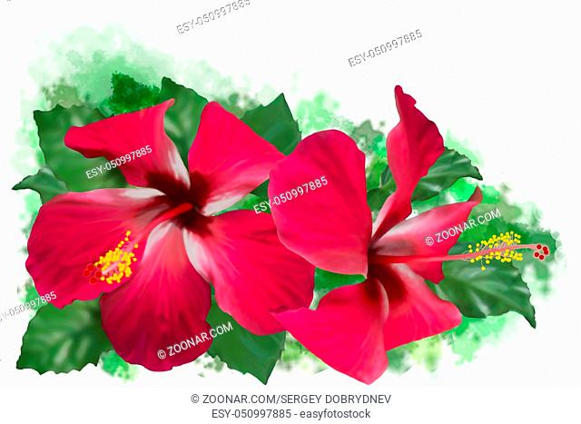Beautiful hibiscus two red flower on green background
