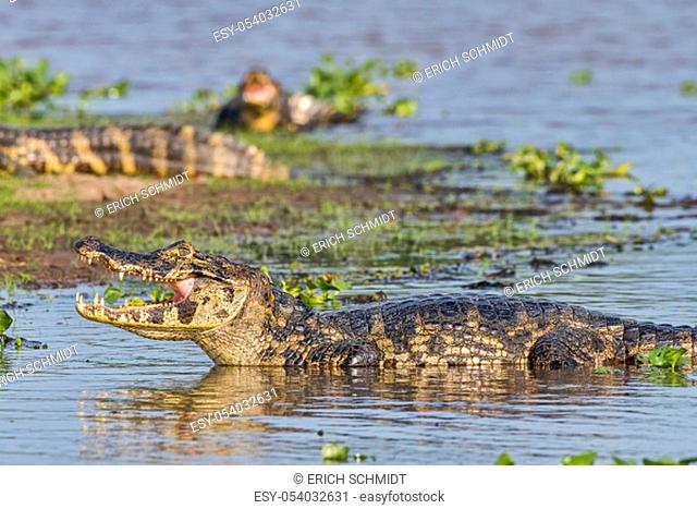 Spectacled Caiman (Caiman crocodilus yacare), Pantanal, Mato Grosso, Brazil