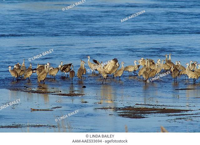 Sandhill Cranes (Grus canadensis), Sheldon, NE - Dawn on Platte River