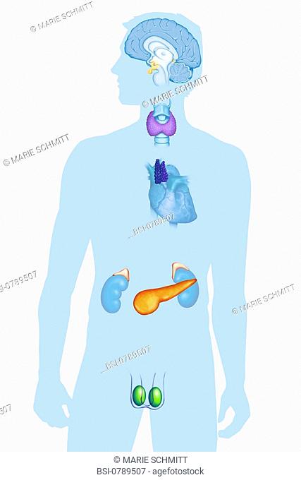 ENDOCRINE GLAND, ILLUSTRATION Male endocrine system : epiphysis pineal body, hypothalamus, hypophysis, thryroid gland, thymus, suprarenal glands, pancreas
