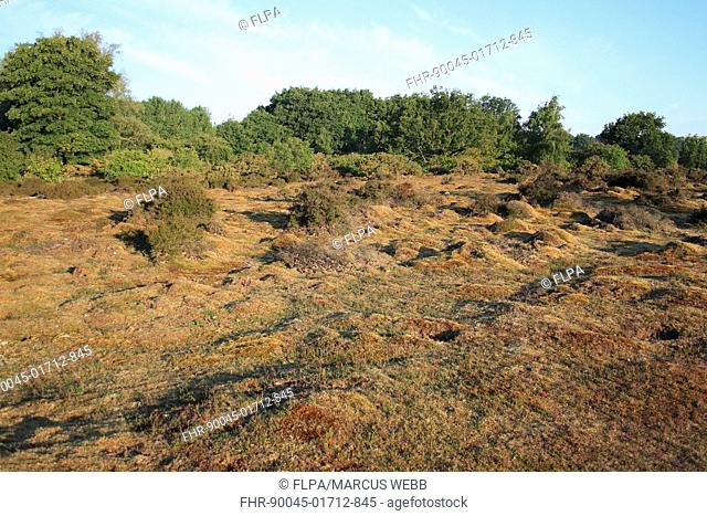 View of lowland heathland reserve habitat, Wortham Ling, Upper Waveney Valley, Suffolk, England, june