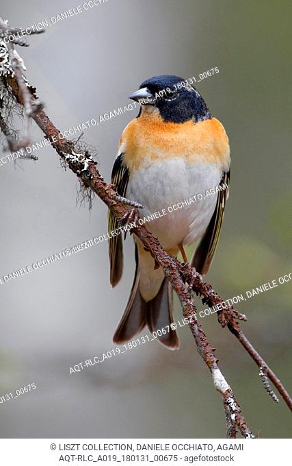 Male Brambling in summer plumage perched on a branch, Brambling, Fringilla montifringilla