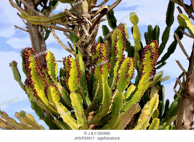 Candelabra tree, Euphorbia ingens, Karoo Desert National Botanical Garden, Worcester, Western Cape, South Africa, Africa, plant with fruits