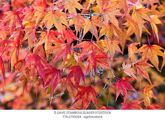 Stunning autumn colors at Tofuku-ji Temple, Kyoto, Japan