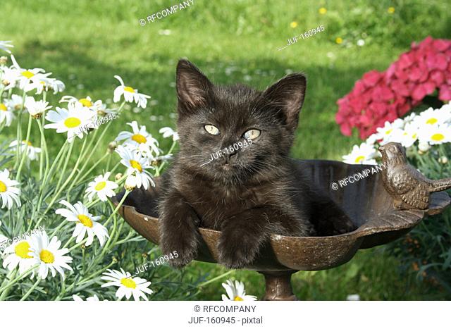 black kitten in a bird bath
