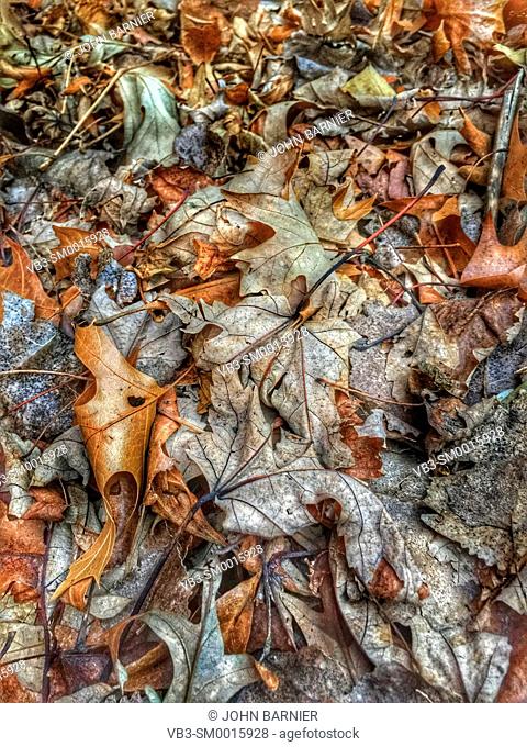 Dead and decomposing leaves in early winter