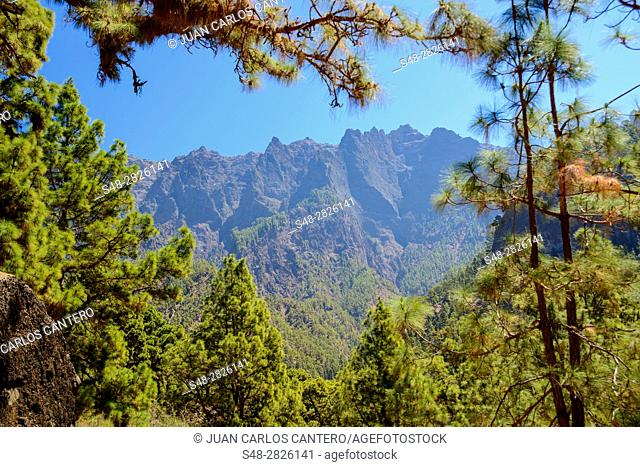 Bosque de pinos canarios en La Palma. Islas Canarias. España. Europa